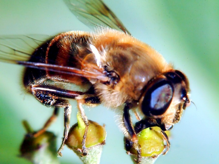 Volo libero e altri insetti